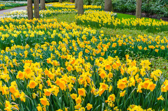 Flower bed with yellow daffodil flowers blooming in the Keukenhof spring garden from Lisse- Netherlands.;