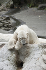 Polar bear in zoo