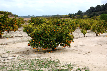 Fototapeta premium Orange tree
