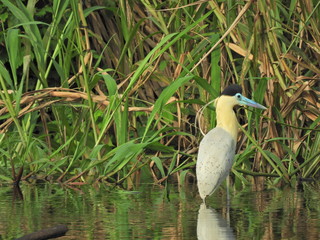 Black Capped Heron, Amazon River