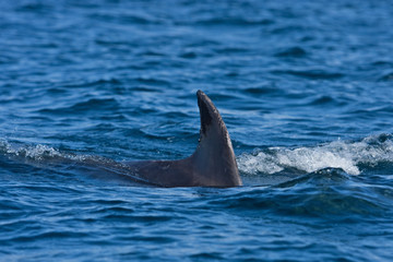 Naklejka premium Coll island, Scotland, Hebrides, bottlenose dolphin