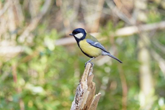 Great Tit perched on a broken sapling in bright sunlight.
