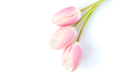 Naklejka premium Three pink tulips on a white background.
