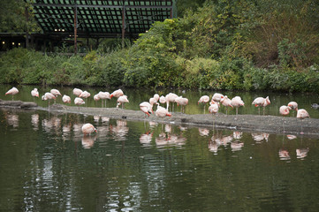 Pink flamingos in island