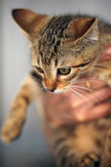 animal cat in a shelter detail - cute tiny brown, yellow and black kitten furry held up by a caucasian female hand