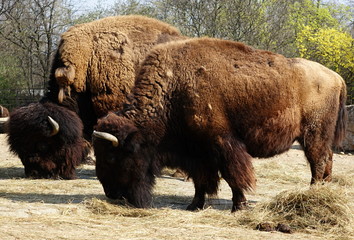 Strong and heavy bisons