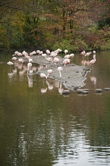 Pink flamingos in island