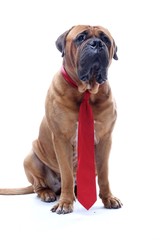 Obraz premium Beautiful dog