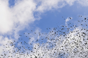 silhouettes of crows on blue sky background with clouds