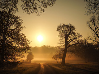 Bare trees covered with morning mist in Windsor Great Park.