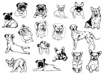 Set of hand drawn sketch style dogs isolated on white background. Vector illustration.