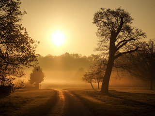 Bare trees covered with morning mist in Windsor Great Park at sunrise.