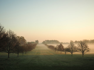 Naklejka premium Bare trees covered with morning mist in Windsor Great Park.