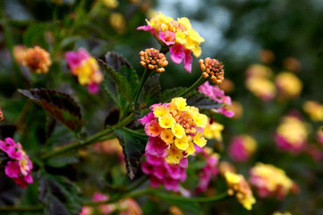 Lantana