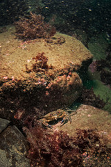 Scotland island, Hebrides