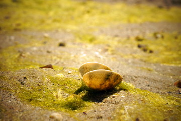 Muschel am Strand