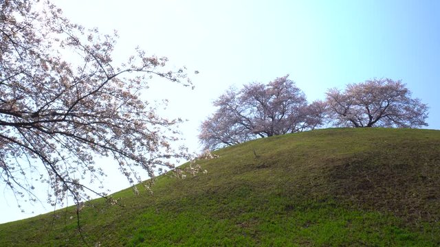 Cherry blossoms tree in full bloom on a hill