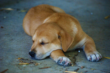 little  puppy sleeping no pedigree dog outside, adopt puppy concept 