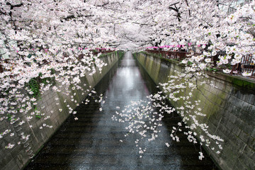 Obraz premium Kanał Nakameguro wiosną z okazji Festiwalu Kwiatów Wiśni w Tokio w Japonii