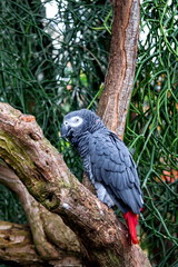Greenhouse, Grey Parrot Sitting On A Branch in Vancouver Bloedel Conservatory