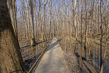 Boardwalk through a wetland forest