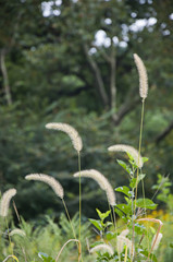 Wall barley aka Hordeum murinum is Blossom in the park garden