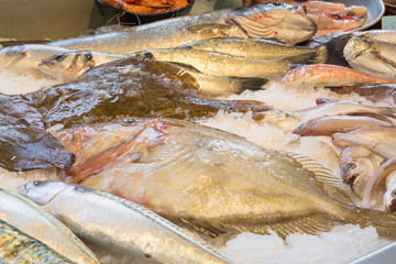 sea bass, mackerel, John Dory fish, several fishes resting on a bed