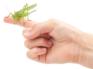 Grasshopper on finger isolated on white