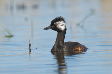 White-tufted Grebe, La Pampa Argentina