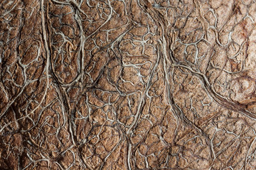 Natural abstract coconut texture dark wallpaper