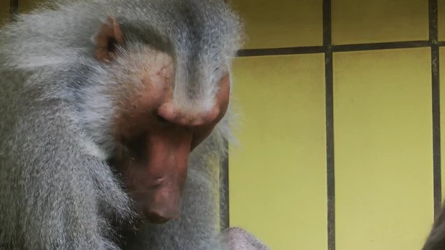 Baboon Animal in Zoo