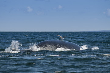 Naklejka premium Whale and gull, Patagonia, Argentina