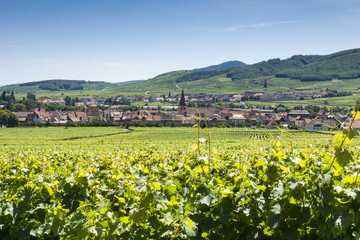 Fototapeta na wymiar Vineyard in Alsace France