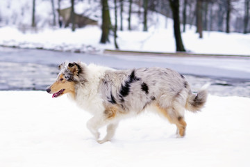 Young blue merle funny rough Collie dog running outdoors on a snow in winter