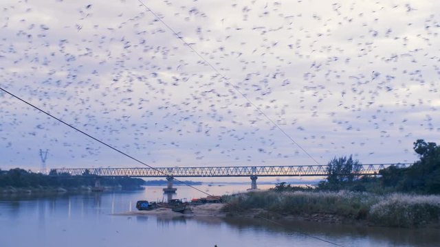 Bats leaving their cave in Hpa-An, Myanamr