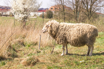 Sheep standing and feeding on grass