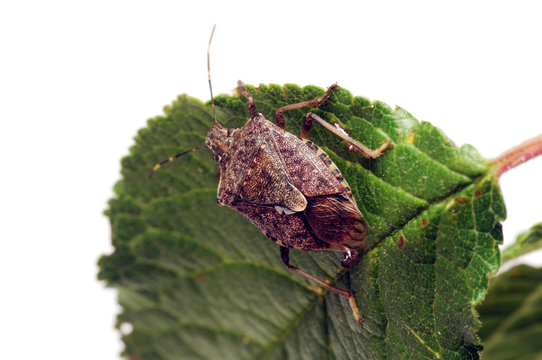 Halyomorpha halys 茶翅蝽 Brown marmorated stink bug クサギカメムシ Brunmarmorerad b&auml;rfis Cimice asiatica Marmorierte Baumwanze Punaise diabolique Мраморный клоп Marmorirana smrdljivka
