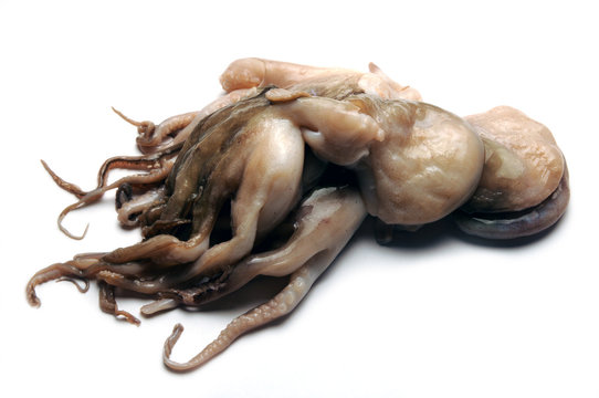 Octopus vulgaris Gew&ouml;hnlicher Pulpo com&uacute;n Krake Pieuvre commune Obična hobotnica Polpo أخطبوط شائع Moscardino Pop roquer Polipetto 普通章魚 