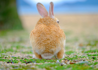 うさぎのおしり