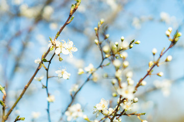Bloom in spring macro detail