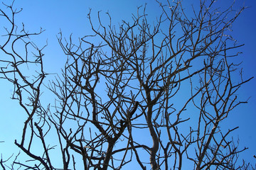 Mediterranean shrubs in winter