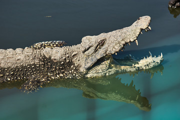 Cuban crocodile jumps out of the water