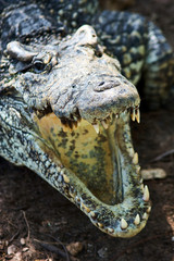 Cuban crocodile jumps out of the water
