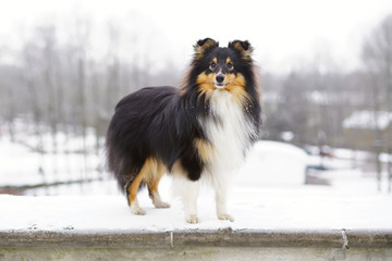 Adorable tricolor Sheltie dog staying outdoors in the park in winter