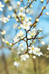 Bloom in spring macro detail