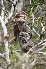 Tawny Frogmouth in the middle