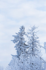 Obraz premium Trees covered in frost snow nature winter scene