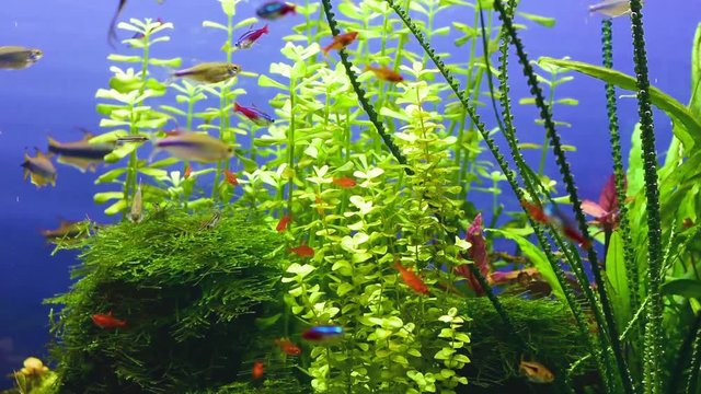 Underwater life in planted tropical fresh water aquarium with small fishes