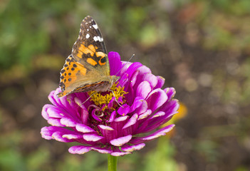 Painted lady (Vanessa cardui) butterfly