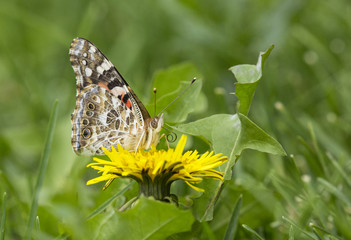 Painted lady (Vanessa cardui) butterfly